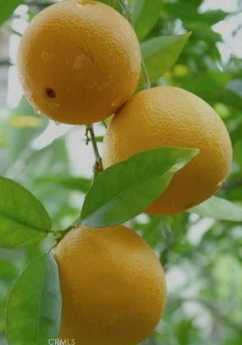 1325 Medallion St, Redlands CA  92374-2666 exterior