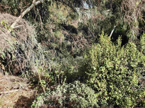 2403 Shamrock St, San Diego CA 92105-4516 exterior