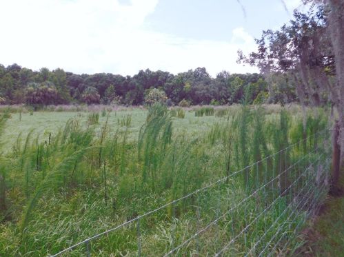 3541 Golden Eagle Dr, Land O Lakes FL  34639-9551 exterior