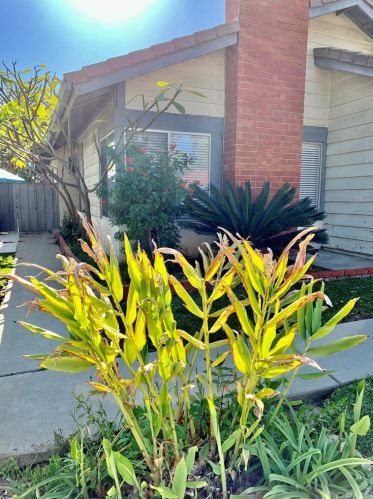 265 Trailview Cir, Brea, CA 92821-4432
