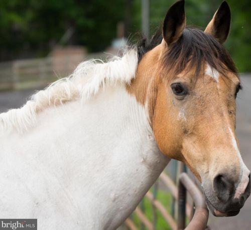 104 Eagle Ct, Locust Grove VA  22508-5432 exterior