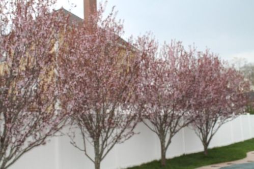 27 Grist Mill Ln, Walpole, MA 02081-3779