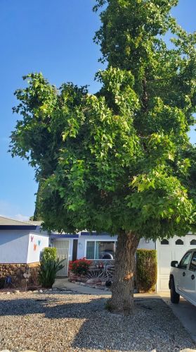 1814 Capri Ave, Mountain Home Village, CA 92359-1210