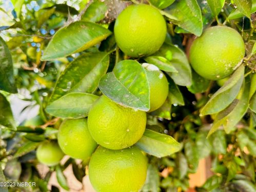 631 Roskilde Rd, Solvang CA  93463-2118 exterior