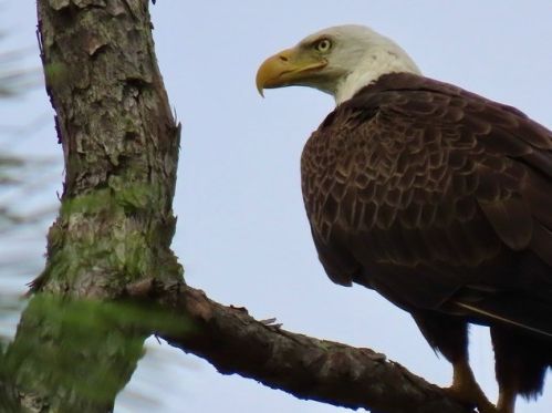 211 Bayshore Dr, Saint George Island FL  32328-3365 exterior