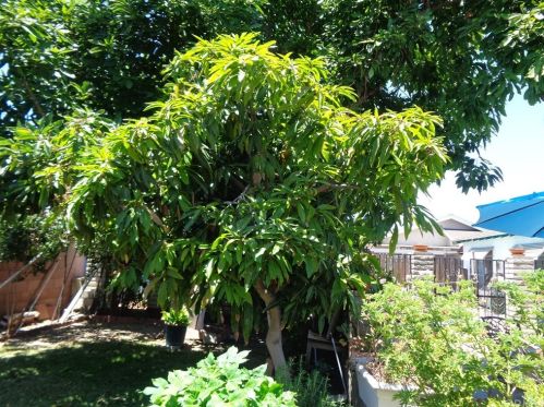 4435 Roosevelt St, Chino CA  91710-3225 exterior