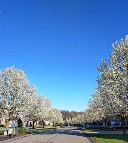 1033 Duncan Ln, Pittsburgh PA  15236-1661 exterior