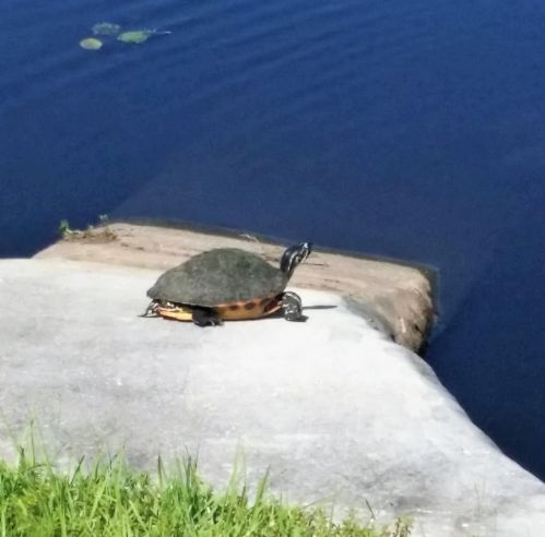 1271 Continental Ave, Melbourne FL 32940-6701 exterior