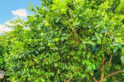 14833 Saticoy St, Van Nuys CA 91406-2129 exterior