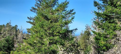 43400 Iversen Rd, The Sea Ranch CA  95445-7582 exterior