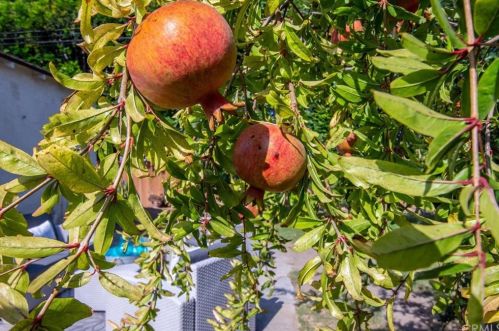 6139 Fidler Ave, Lakewood CA  90712-1256 exterior