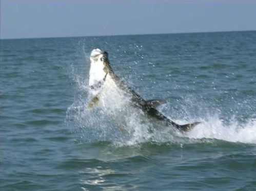 949 Gulf Beach Dr, Saint George Island FL  32328-3002 exterior