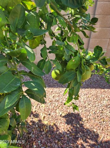 2135 St Pedro Ave, Casa Grande AZ  85122-6363 exterior