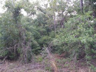 2349 Pine Cone Ave, Lecanto, FL 34461-7683