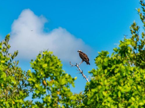 87 Collier Blvd, Marco Island FL  34145-3712 exterior