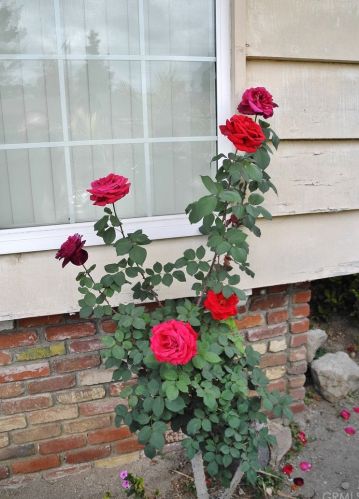 5551 Del Loma Ave, San Gabriel CA  91776-1649 exterior