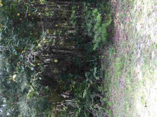 19 Imaginary Ln, Crawfordville, FL 32327-3290