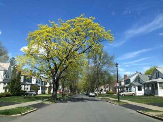 135 Cardinal Ave, Albany, NY 12209-1105
