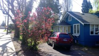 8501 Ravenna Ave, Seattle WA  98115-3336 exterior