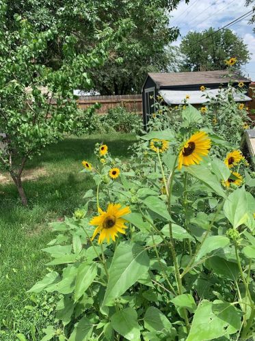 4740 Otis St, Denver CO 80033-3603 exterior