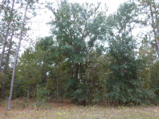 229 Melrose Landing Blvd, Cross Creek, FL 32640-4423