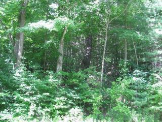 62054 State Route 415, Cohocton, NY 14826-9689