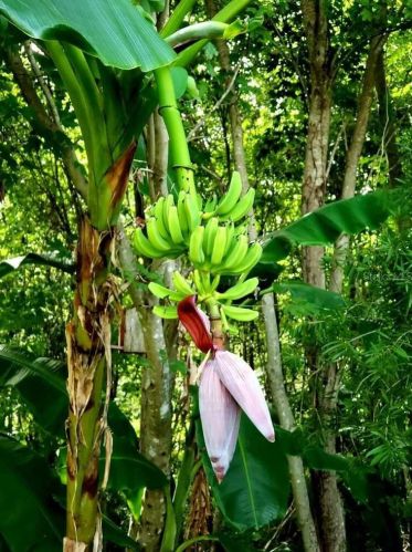 9320 Black Thorn Loop, Land O Lakes FL  34638-2530 exterior