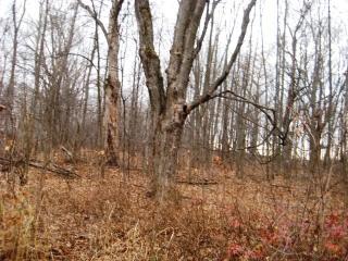 413 Lotus St, Peplin, WI 54455-1729