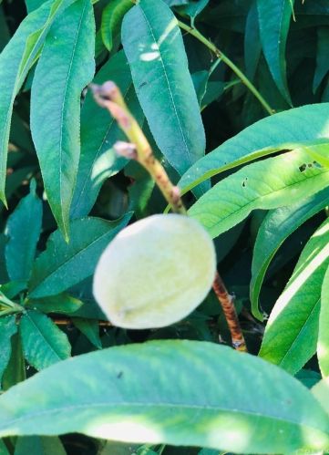 1563 Dawley Ave, City Of Industry CA  91744 exterior