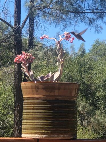 14804 Oak Ridge Rd, Lake Wildwood CA  exterior