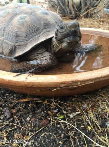 4719 Bluebell Way, Tucson AZ 85742-4137 exterior