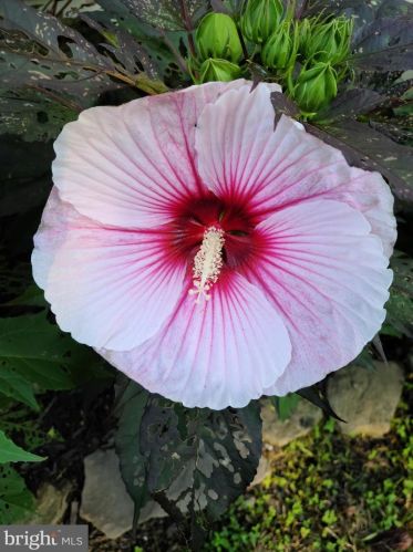 1139 Wilson Ave, Glen Mills PA  19342-9610 exterior