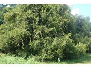 470 Danube Dr, Kissimmee, FL 34759-5329
