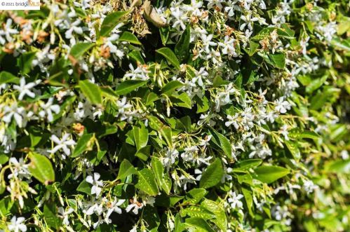 1515 Hopkins St, Berkeley CA  94707-2737 exterior