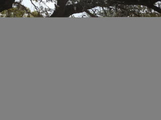 115 Clouds Ave, Interlachen FL  32148-7207 exterior