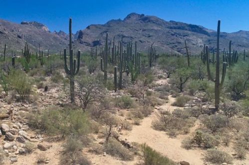 1407 Desert Garden Dr, Tucson, AZ 85718-7832