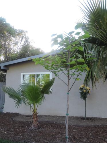 6577 Melrose Dr, North Highlands CA  95660-4378 exterior