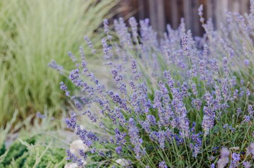 621 Del Oro St, Woodland CA  95695-5040 exterior