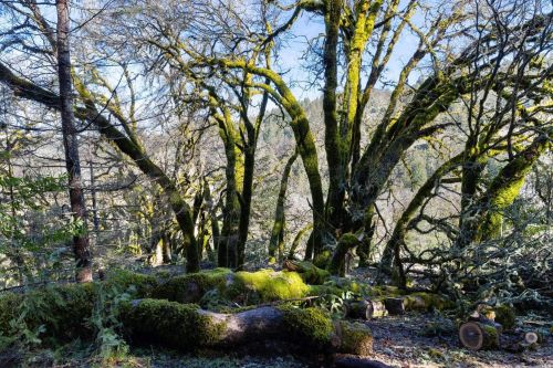 4340 Blackhawk Dr, Willits CA  95490-8775 exterior