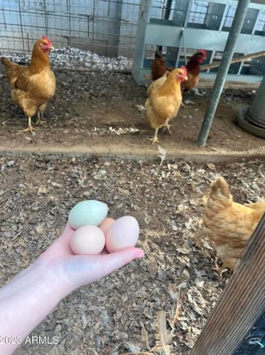 733 Campbell Ave, Gilbert AZ 85234-3215 exterior