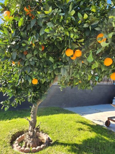 4903 Banewell Ave, Covina CA  91722-1206 exterior