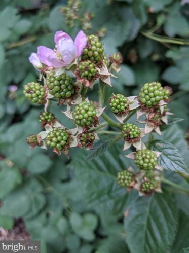 8819 Clinton Dr, Nokesville VA  20181-3205 exterior