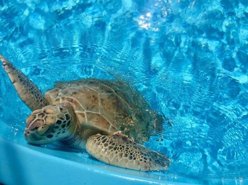 1909 19th Ct, Jupiter FL  33477-9044 exterior