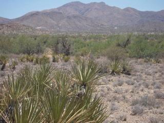 431 Margo Dr, Santa Rita, AZ 85641-9613