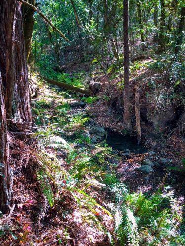 3932 Harrison Grade Rd, Sebastopol CA  95472-9359 exterior