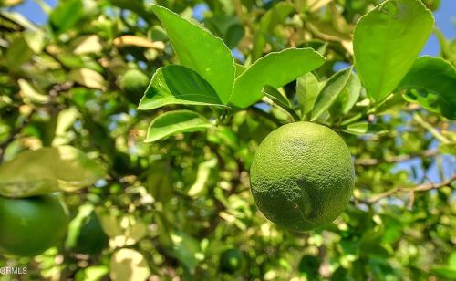 8513 Callita St, San Gabriel CA  91775-1815 exterior