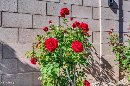 2542 Indian Wl Pl, Chandler AZ  85249-4168 exterior