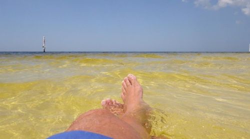 3719 Floramar Ter, New Port Richey FL  34652-3100 exterior