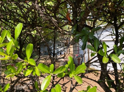 615 Kechely Ct, Grass Valley CA  95945-7514 exterior