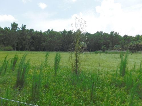 3541 Golden Eagle Dr, Land O Lakes FL  34639-9551 exterior